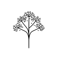 Gypsophila flower vector illustration isolated on transparent background