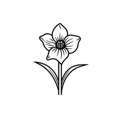 Narcissus flower vector illustration isolated on transparent background