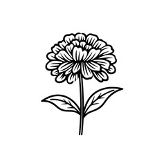 Marigold flower vector illustration isolated on transparent background