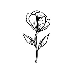 Sweetpea flower vector illustration isolated on transparent background