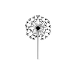 Dandelion flower vector illustration isolated on transparent background