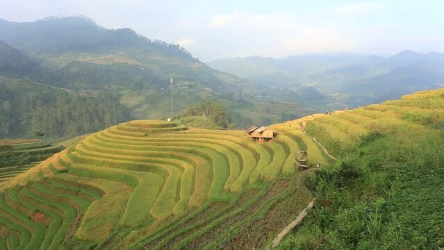 terraces rice fields in VietNam