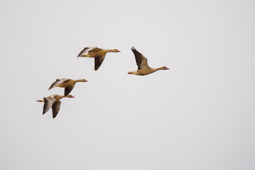 greylag goose flying