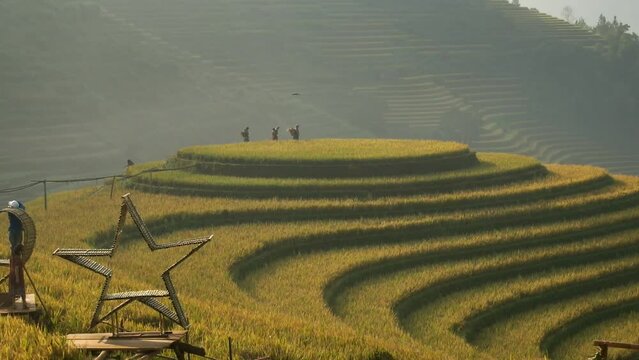 terraces rice fields in VietNam