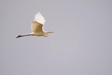 white egret in flight