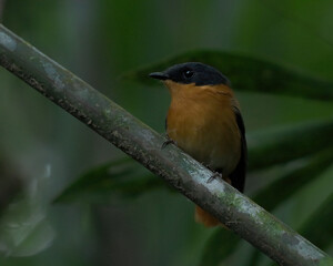 Bird on a branch (Black and orange flycatcher)