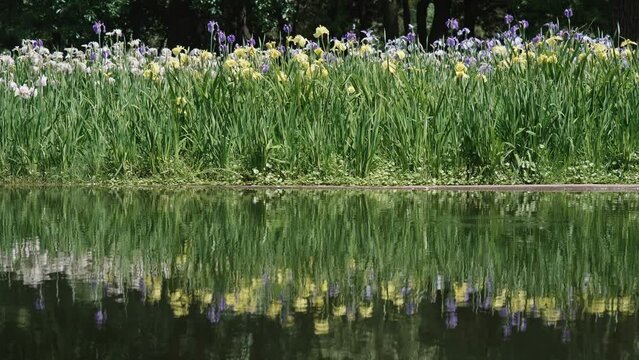 Beautiful purple, yellow and white iris flowers along riverside, peaceful reflections and ripples in water, 4k slow motion footage.