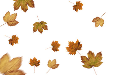 Digital png illustration of autumn leaves falling pattern on transparent background