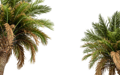 Fototapeta na wymiar Palm tree in 3d rendering isolated on white