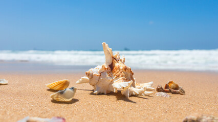 Fototapeta na wymiar elegant seashell on the sea beach