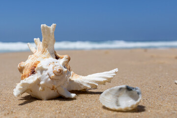 elegant seashell on the sea beach