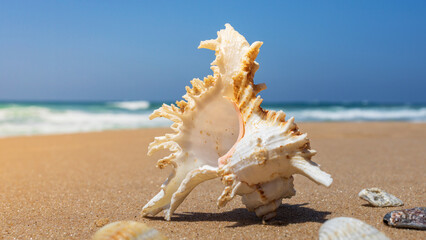 Fototapeta na wymiar elegant seashell on the sea beach