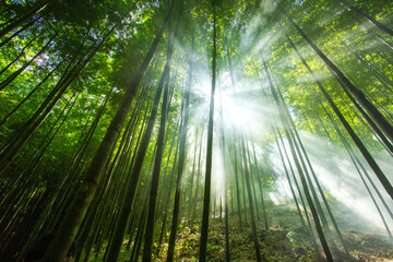 bamboo forest in Vietnam