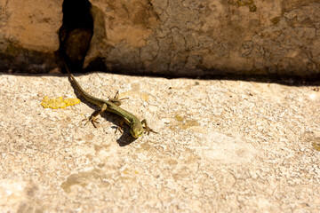 The Italian wall lizard or ruin lizard (Podarcis siculus) lying on a stone
