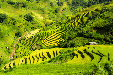 terraces rice fields in vietnam