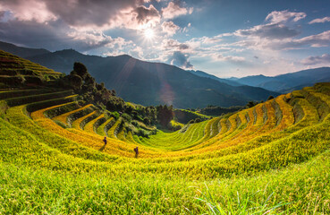 terraces rice fields in vietnam