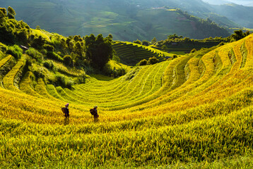 terraces rice fields in vietnam