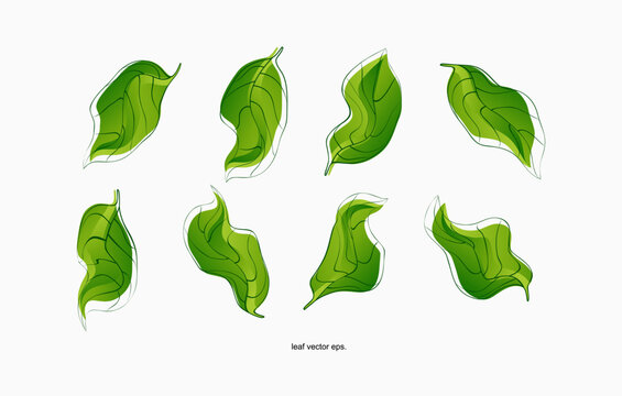 green leaf vector icons set on white background, Leaves icon vector set isolated on white background. Various shapes of green leaves of trees and plants. Elements for eco and bio logos. 