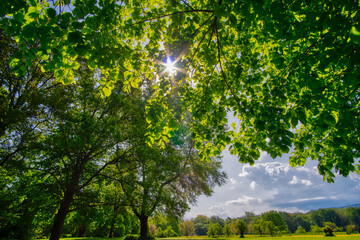 sun rays in the forest