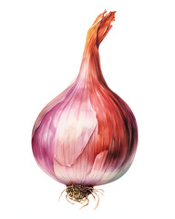 Watercolor Onion isolated on white background