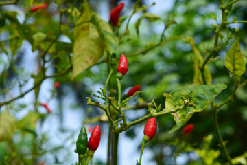 Close up photo of red chilies that are still on the tree are ready to be harvested, very spicy and...