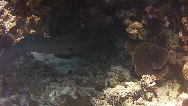 Close diving with scary fish murena in red sea 