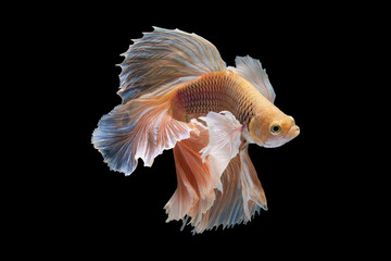 Bright betta fish glides through the water with effortless grace exuding elegance as it stands out...