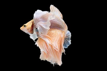 The contrast between the bright betta fish's vibrant hues and the dark black background enhances the visual impact highlighting the fish's captivating presence in the water.