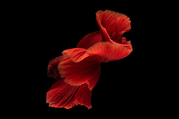 The fiery red hues of the betta fish's scales create a stunning contrast against the water adding a...
