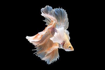 Fototapeta na wymiar The contrasting colors of the bright betta fish against the black background create a stunning visual display highlighting its radiant and captivating presence.