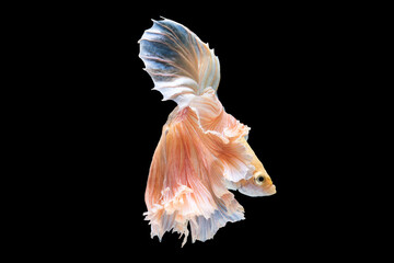 Fototapeta na wymiar A stunning white betta fish gracefully glides through its aquatic domain captivating with its beauty against a captivating background.