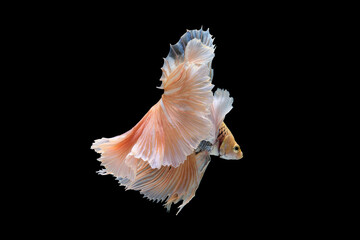 The multi colored betta fish glides through the water with an effortless grace showcasing a...