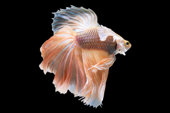 The black background serves as the perfect canvas to showcase the vibrant hues of the betta fish allowing its beauty to truly shine.