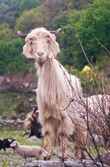 Obraz premium Sheep and Goats at Chelud Gaad Campsite, Har Ki Doon Trail, Sankri Range, Uttarkashi, Uttarakhand, India