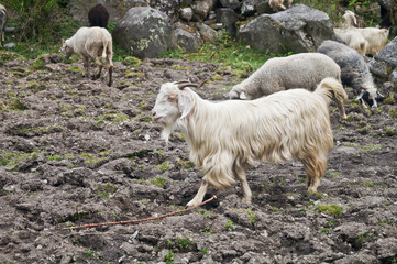 Sheep and Goats at Chelud Gaad Campsite, Har Ki Doon Trail, Sankri Range, Uttarkashi, Uttarakhand, India