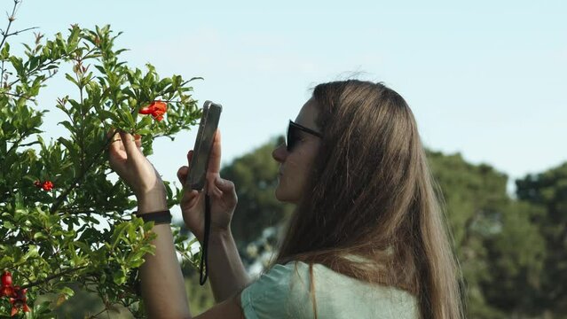 The woman examines and takes photos of the small red pomegranate fruit on the bush using her phone, with a blue sky in the background.