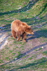 Young brown bear