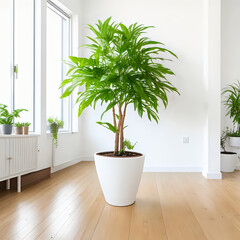 plant in the interior, indoors, floor, office, decor, houseplant, gardening