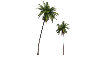 coconut trees cut out PNG isolated on white