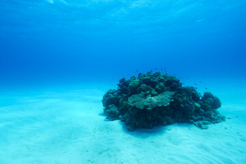 沖縄サンゴの根