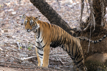 The Bengal Tigers at Ranthambore , Rajasthan