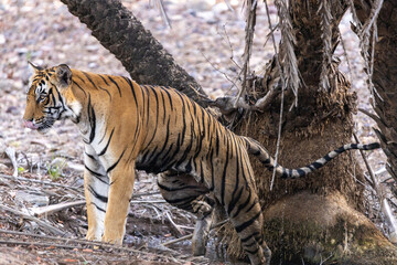 Naklejka na ściany i meble The Bengal Tigers at Ranthambore , Rajasthan