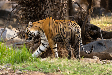 The Bengal Tigers at Ranthambore , Rajasthan