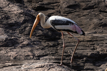 Painted Stork