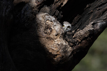 The spotted owl in its hideout 