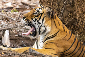 The Bengal Tigers at Ranthambore , Rajasthan