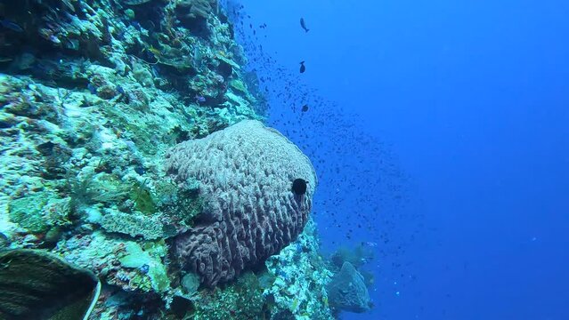 Large barrel sponge on coral reefs with beautiful schooling juvenile redtoothed triggerfish swimming up and down the steep sea wall, underwater scuba diving scene in the tropics of Timor-Leste