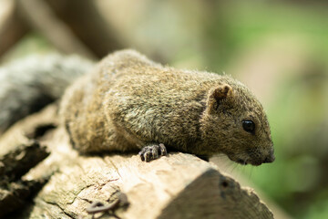 タイワンリス、公園、夏
