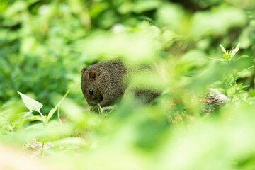 タイワンリス、公園、夏