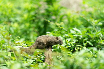 タイワンリス、公園、夏
